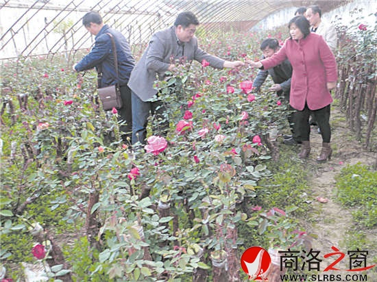 月季花开的日子