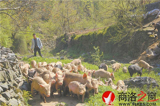 每天固定时间,赵王琦就会把圈舍里的猪放出来。