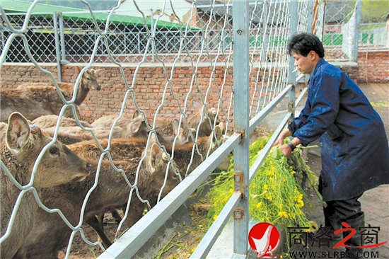 梅花鹿养殖场合伙人之一，饲养员荆鹏正在喂鹿。