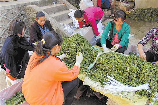 柞水香椿香飘万里