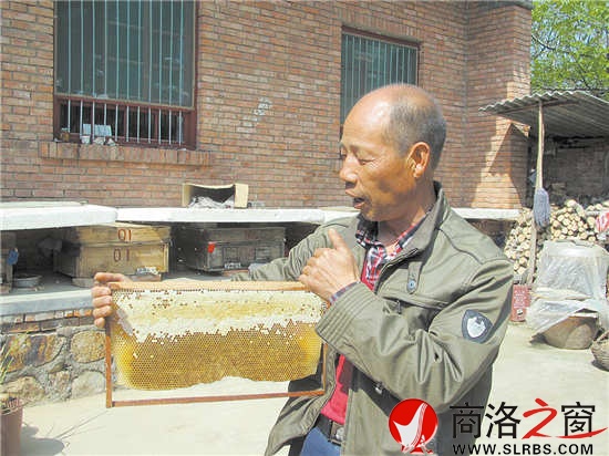 郭力争介绍他的中华土蜂养殖