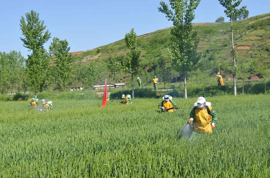 植保服务进村入户  应急防治田间地头