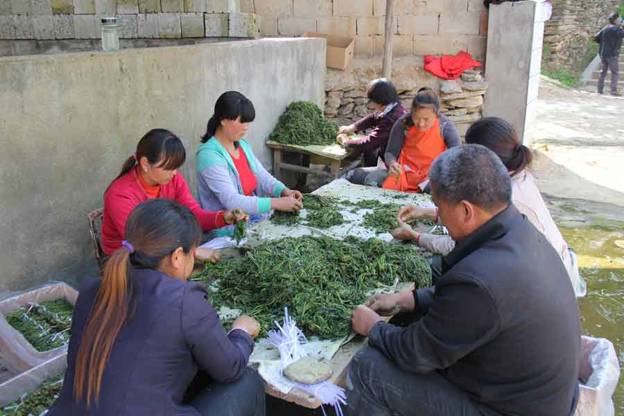 香椿富了山里人