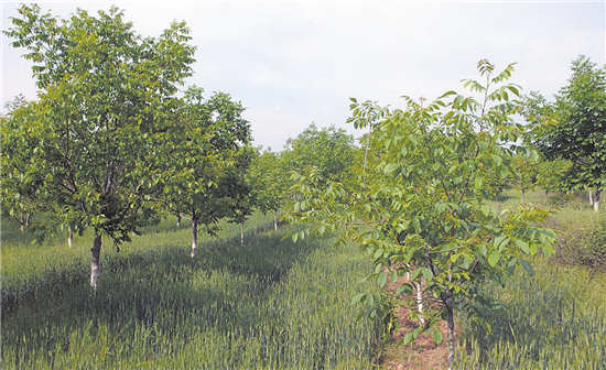 一个核桃的蜕变