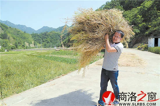 扛着收割的油菜往回赶