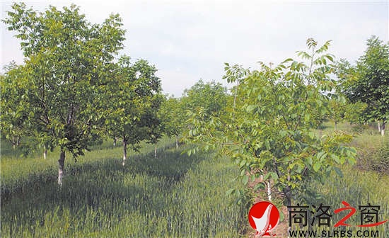 良种核桃园成了山里农民的绿色银行