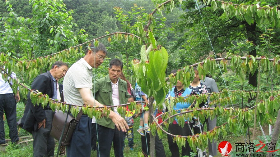 商洛市农科所到三岔河开展大樱桃夏季管理技术培训