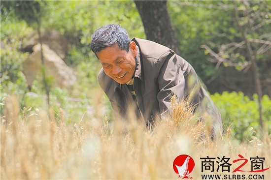 张兴发现在已经没有种麦子了，但是到了麦收季节，他仍旧会帮着村里人割麦子。