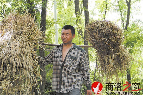 年轻人虽然担了两捆麦子，走在路上也是健步如飞。