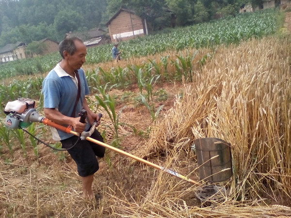 商州区北宽坪的小麦陆续开镰收割