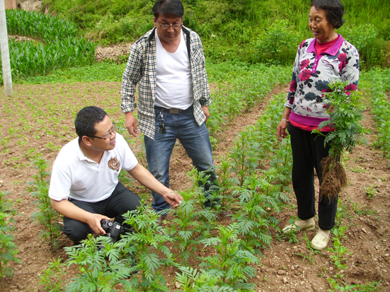 专家下田来　支招防病害
