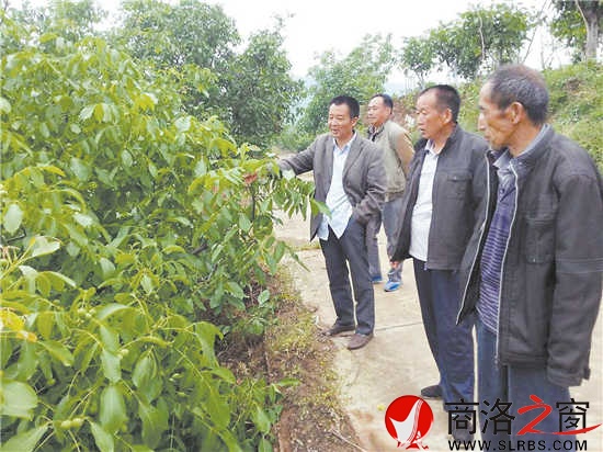 任家村成为核桃专业村后，不断有周边村组群众前来学习取经。