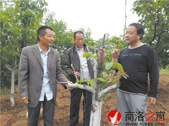 镇林业站技术干部为群众指点接穗技巧