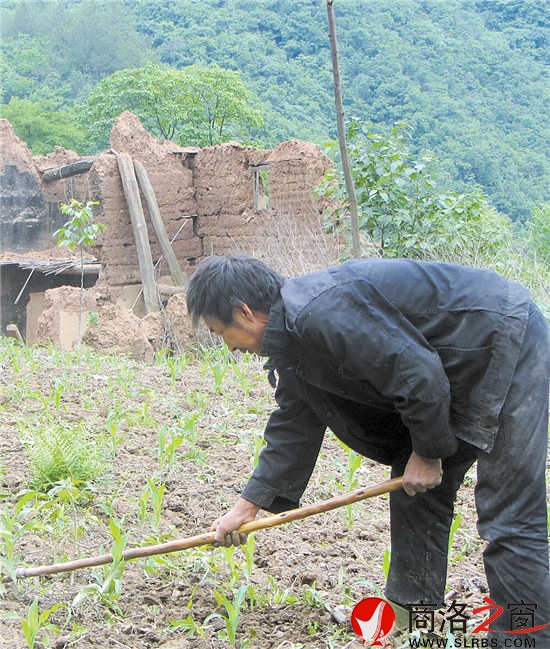 叶正发一丝不苟地给玉米除草