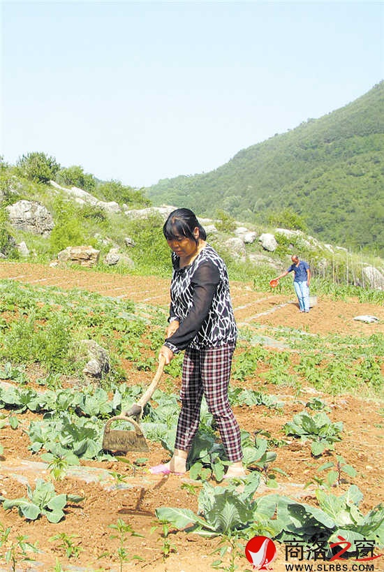 上庄种菜户除草施农家肥