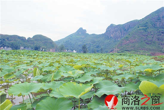 莲叶何田田，远处为狮子逗狗景点。