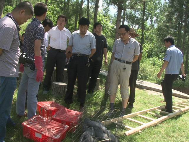 洛南被盗苍鹭回归“故乡”