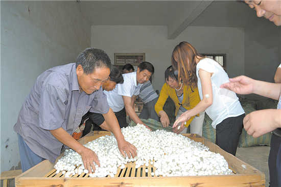 连河村的养蚕人