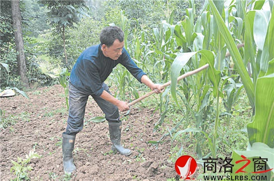 姜启伟帮助村里的独居老人挖洋芋