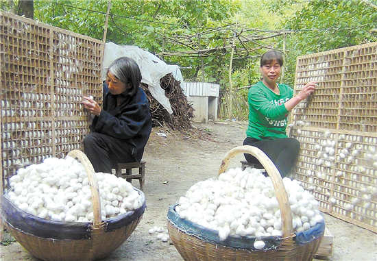 四皓蚕茧丰收