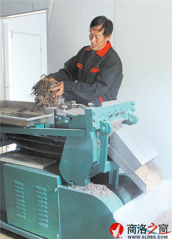 刘甲寅加工草药