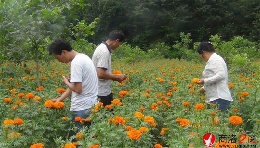 洛南县四皓街办1000亩万寿菊丰收在望