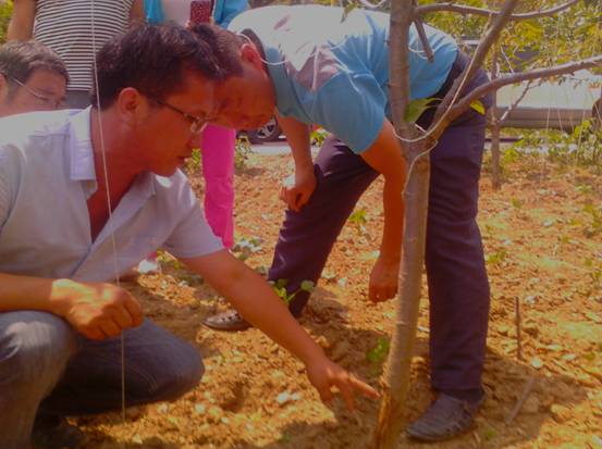 各路专家齐聚　号脉三岔河樱桃