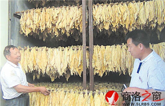 中心村村支书樊亚锋在烟农家中查看烟叶烘烤效果