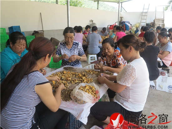 柞水野生菌远销东南亚