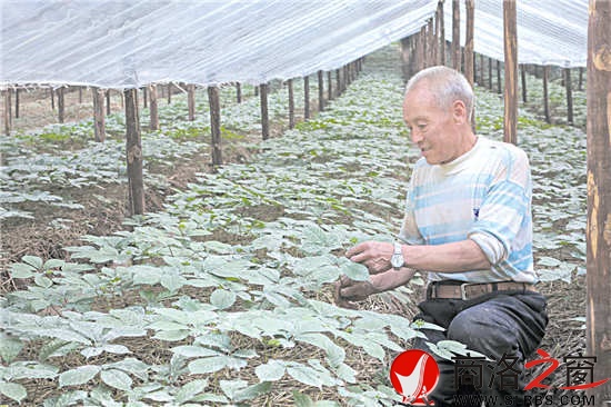 李志雄面对自己长势良好的西洋参，喜上眉梢。