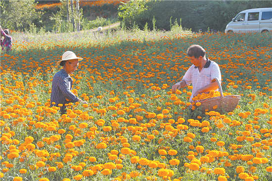 万寿菊开出致富花