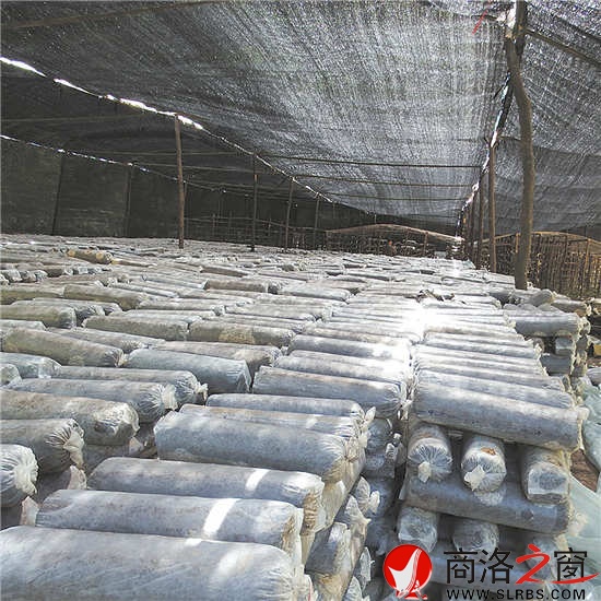 正在筹建的香菇基地