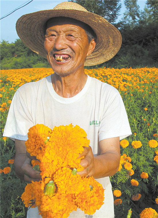 万寿菊与菊花经济