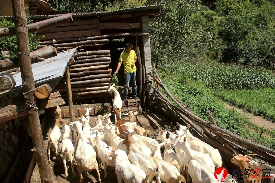 羊倌羊年谋羊财