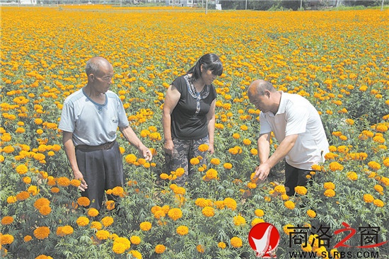 技术人员深入花海指导花农如何采摘菊花