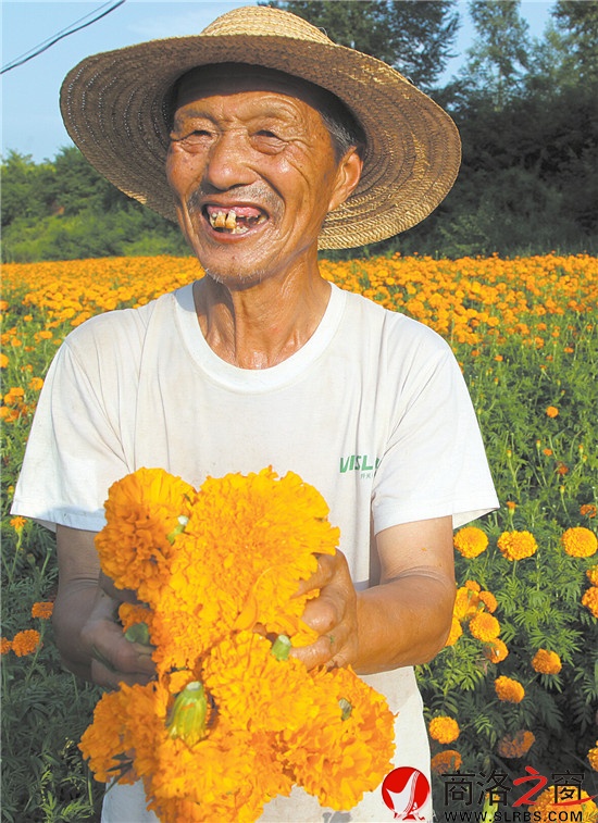 花农采摘万寿菊花,丰收的笑脸比花还美。
