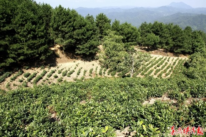 点击查看原始图片