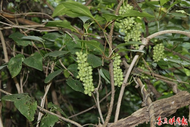 点击查看原始图片