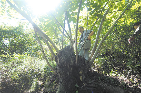 商洛市市境内发现麻核桃资源