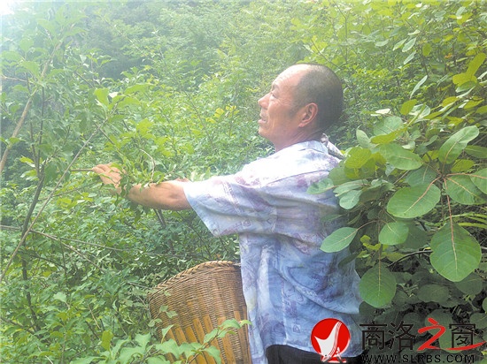 打山货每天能卖百十元钱，成了炎炎夏季袁汉友最开心的事情。