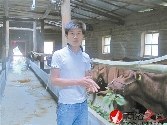 陈再生谈起养牛技术，已是行家里手。