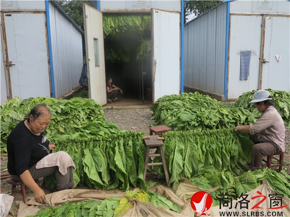 马淑玲和丈夫在帮烟农分烟