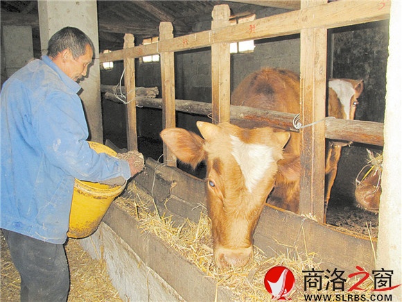 养牛户给牛喂料