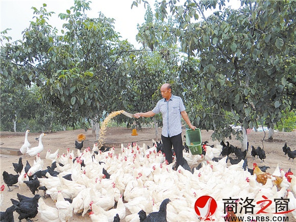 移民户李奇种核桃、养鸡两不误,套养经济搞得红红火火。