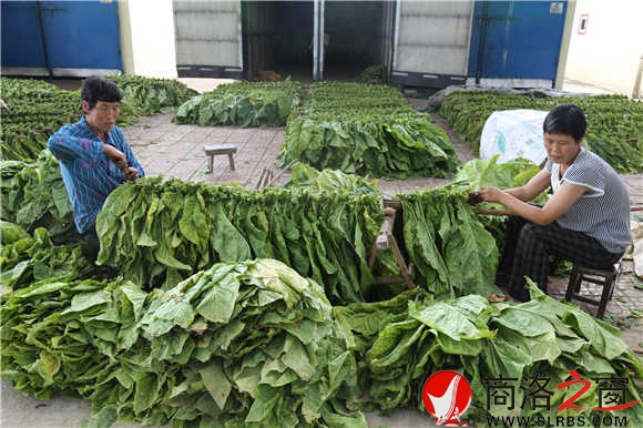 村上的留守妇女成为合作社里捆扎编烟的能手