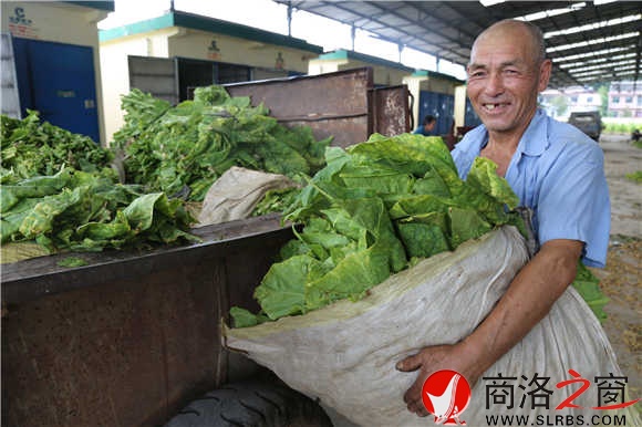 今年的烤烟收成较好，冯民权满脸喜悦。