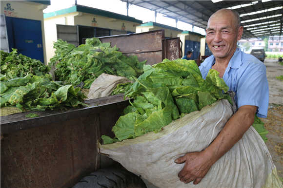 烤烟致富带头人