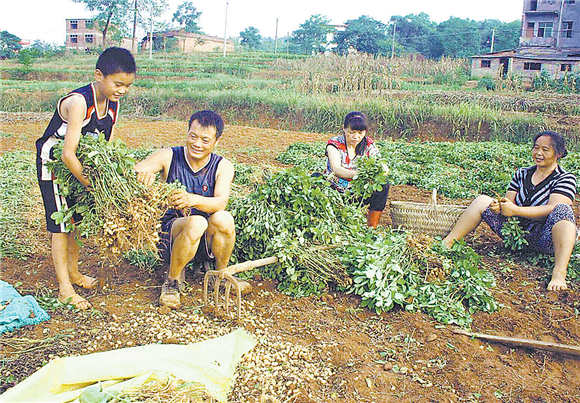 商南花生熟了