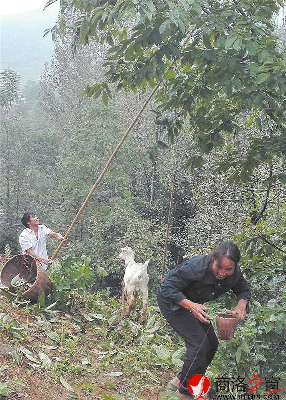 回龙镇水源村村民正在采摘板栗