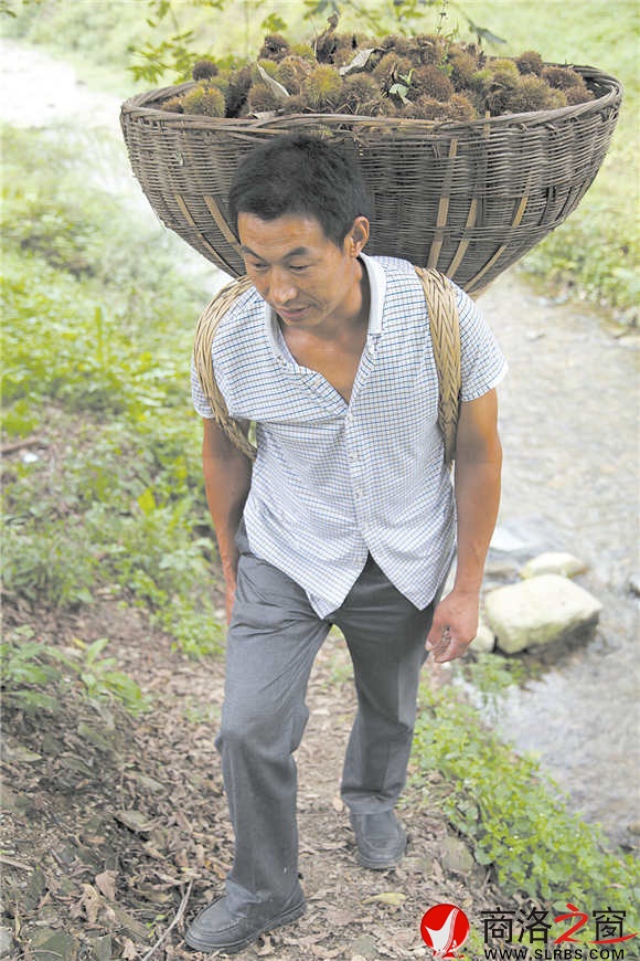 板栗收获的艰辛，只有栗农心里最清楚